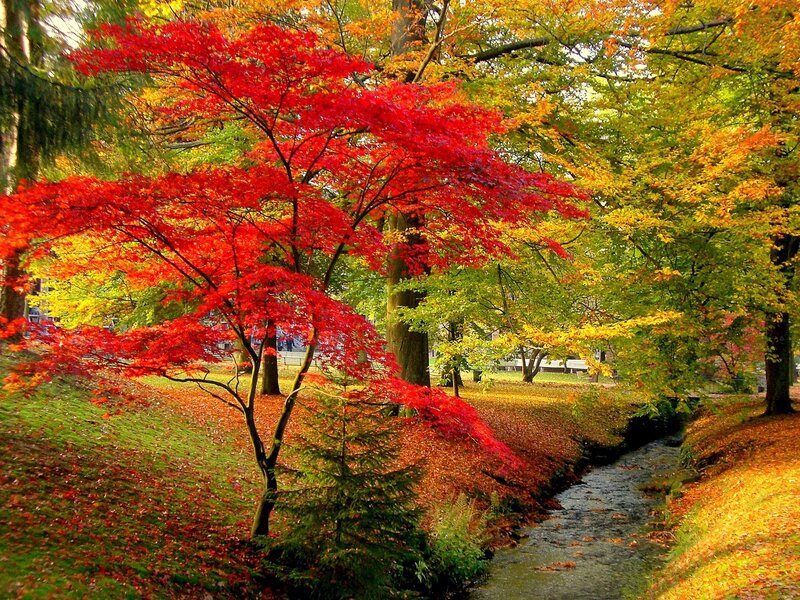 Autumn trees by a stream
