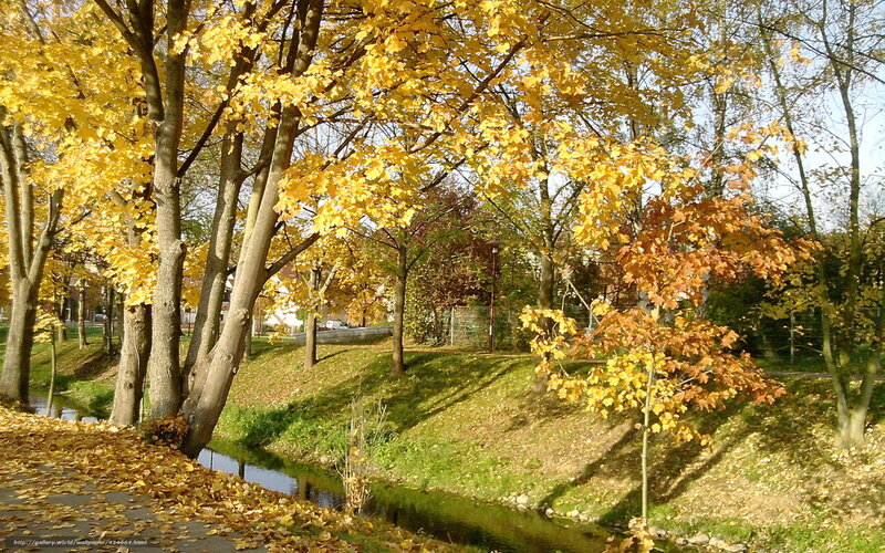 Autumn trees by a stream