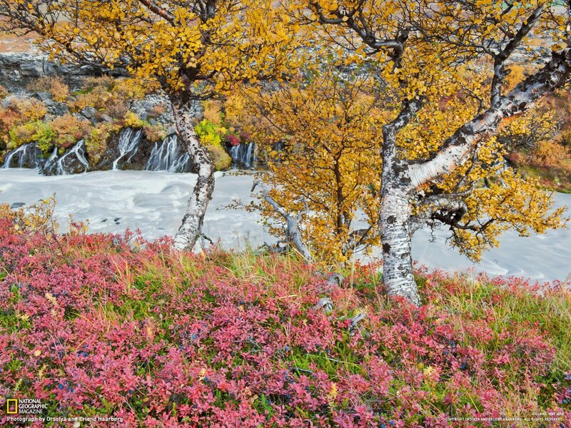Autumn trees by a waterfall