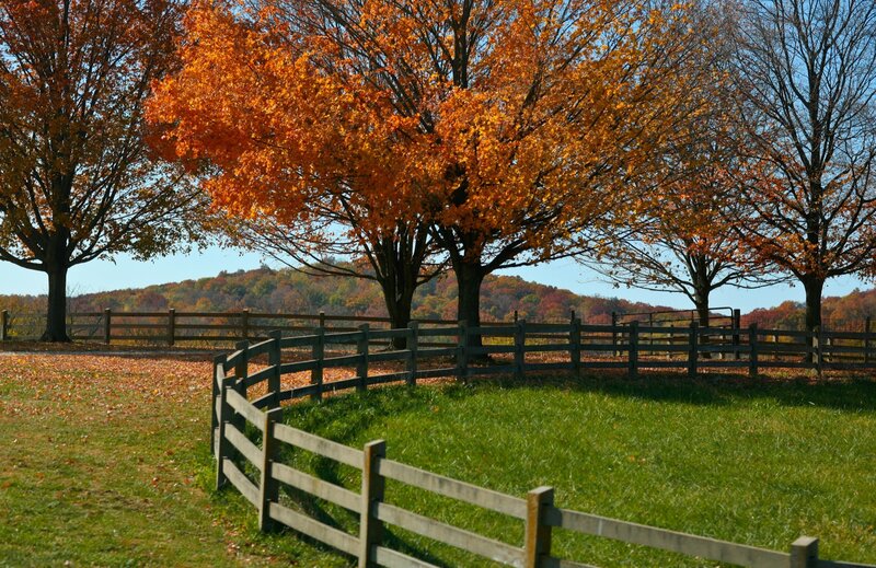 Autumn trees by a wooden fence