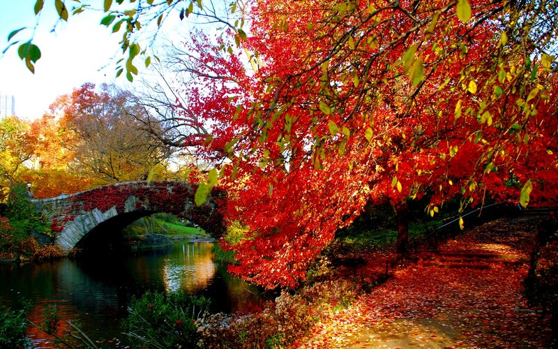Autumn Trees by Bridge