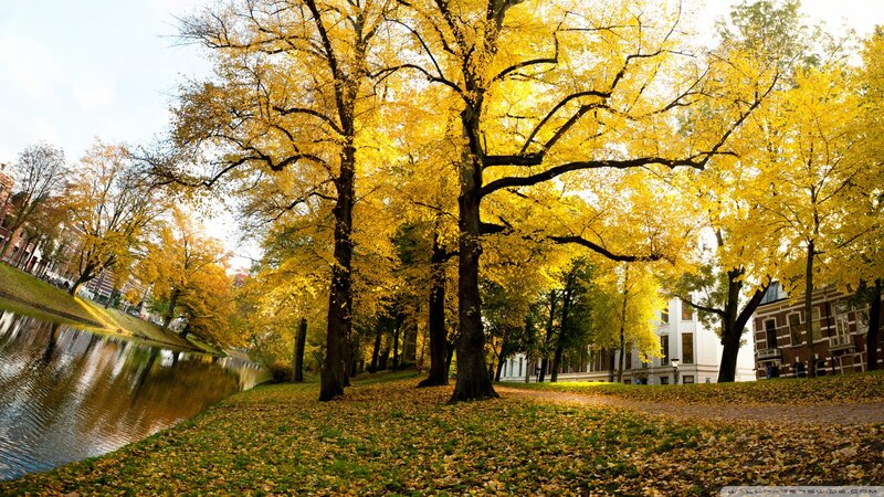 Autumn Trees by Canal