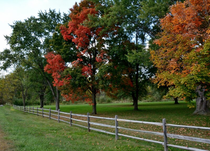 Autumn Trees by Fence — Green