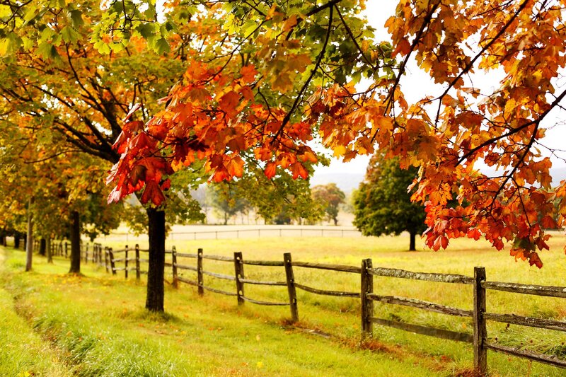 Autumn Trees by Fence — Orange