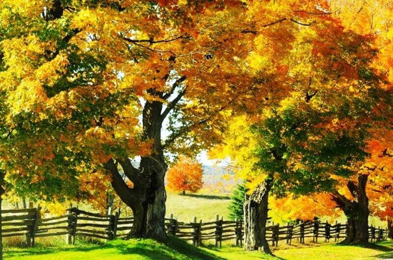 Autumn Trees by Fence