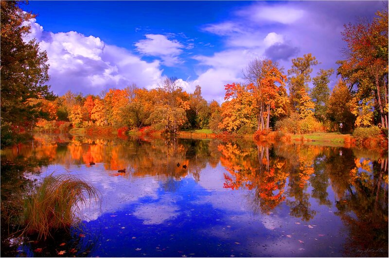 Autumn Trees by Lake — Blue, Serene, Photograph, Clouds, Ducks