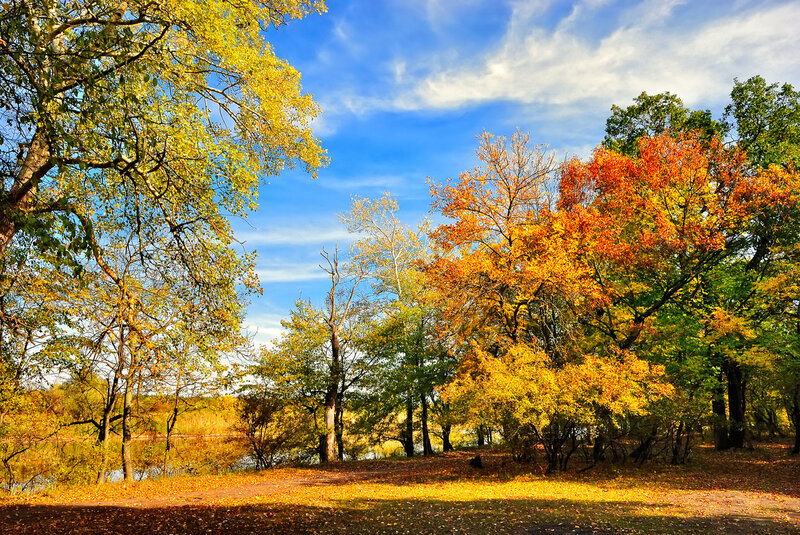 Autumn Trees by Lake — Blue, Serene, Photograph, Fallen Leaves
