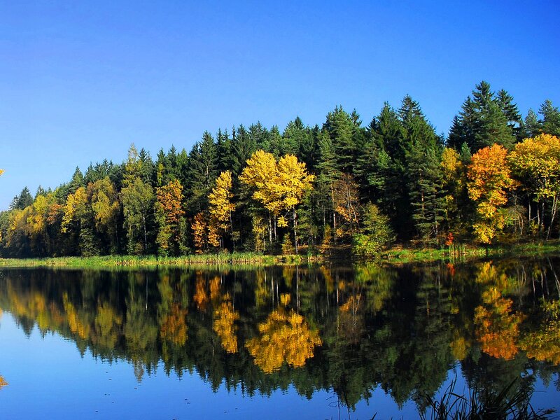 Autumn Trees by Lake — Blue, Serene, Photograph, Forest