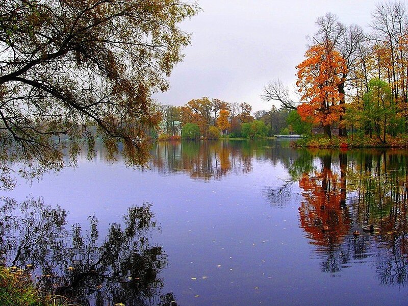 Autumn Trees by Lake — Blue, Serene, Photograph, Reflection, Duck