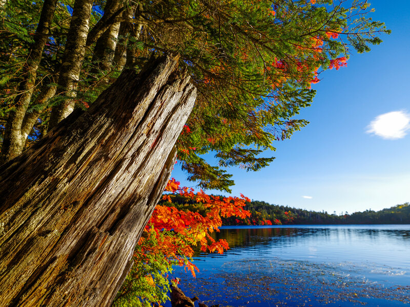 Autumn Trees by Lake — Blue, Serene, Photograph, Tree Trunk