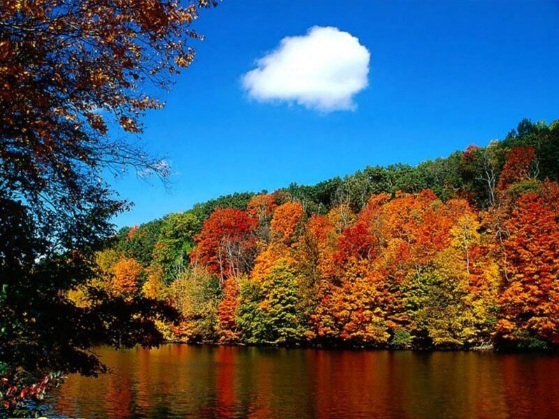 Autumn Trees by Lake — Blue, Serene