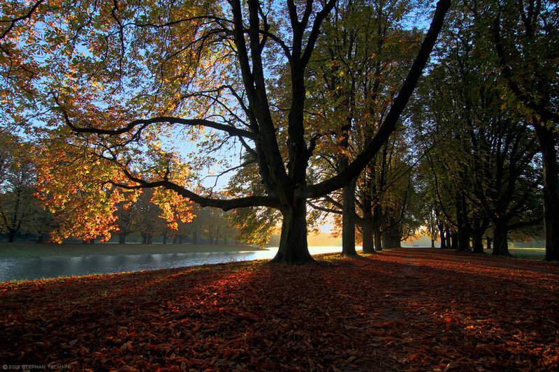Autumn Trees by Lake — Brown, Serene, Photograph