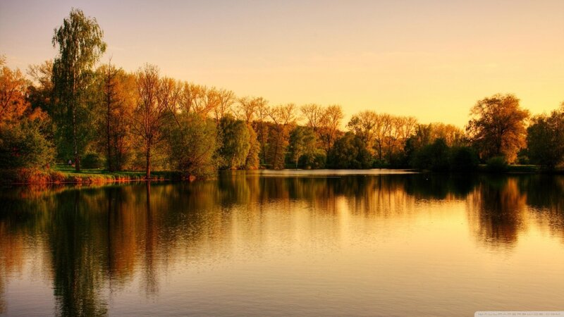 Autumn Trees by Lake — Gold, Serene