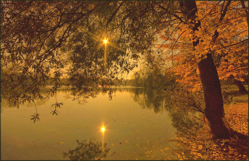 Autumn Trees by Lake — Gold
