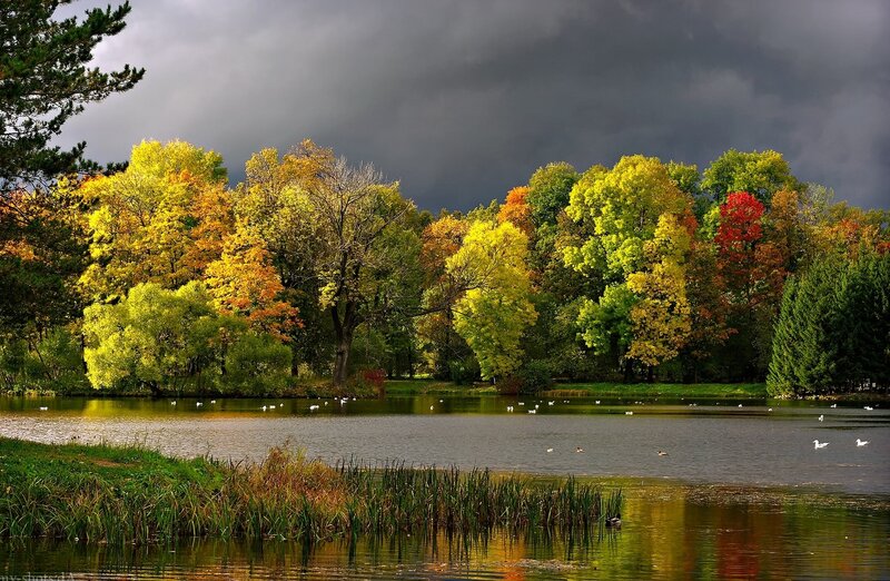 Autumn Trees by Lake — Green, Dramatic, Photograph, Birds