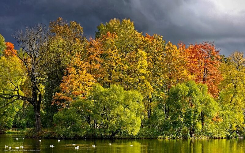 Autumn Trees by Lake — Green, Dramatic, Photograph, Ducks, Clouds