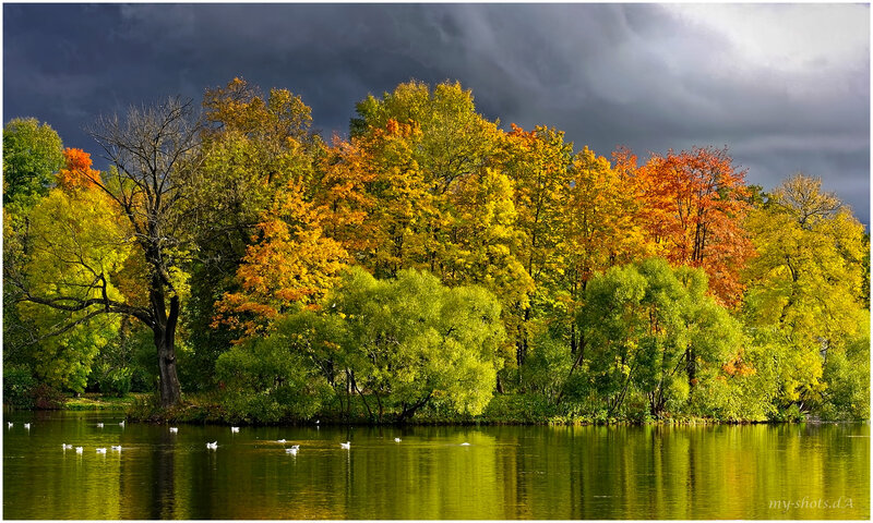 Autumn Trees by Lake — Green, Dramatic, Photograph