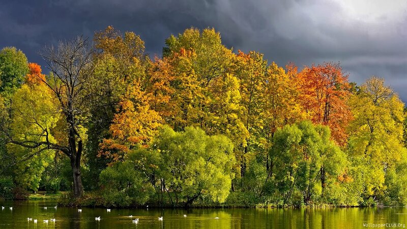 Autumn Trees by Lake — Green, Dramatic