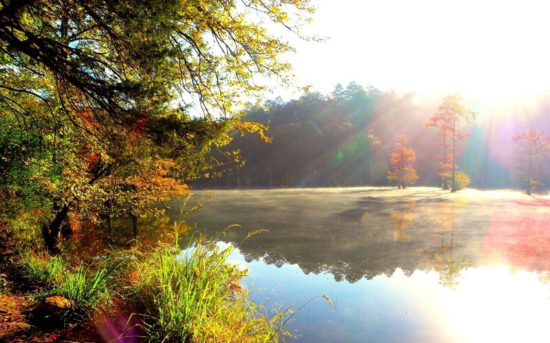 Autumn Trees by Lake — Green, Serene, Morning, Photograph, Sunlight, Mist
