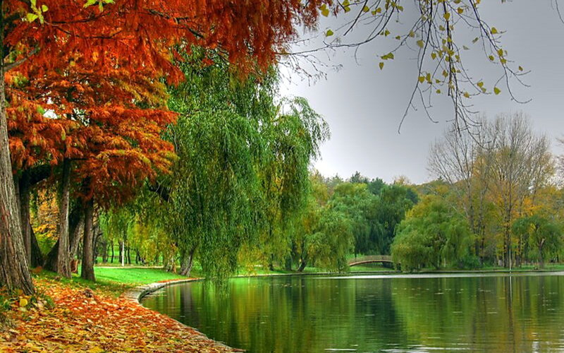 Autumn Trees by Lake — Green, Serene, Photograph, Bridge