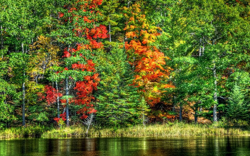 Autumn Trees by Lake — Green, Serene, Photograph, Forest, Red, Orange
