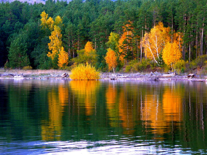 Autumn Trees by Lake — Green, Serene, Photograph, Forest, Reflection, Driftwood