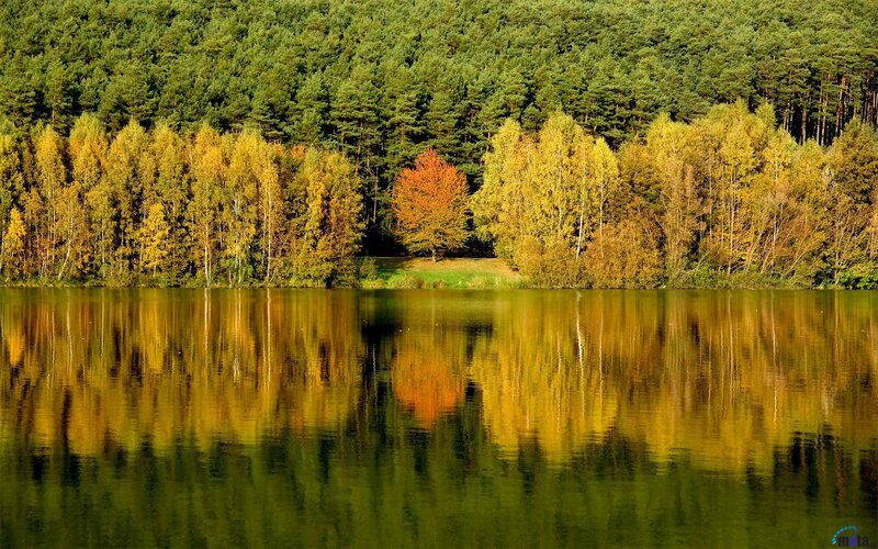 Autumn Trees by Lake — Green, Serene, Photograph, Forest, Reflection