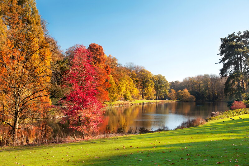 Autumn Trees by Lake — Green, Serene, Photograph, Grass, Birds