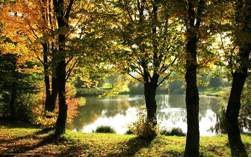 Autumn Trees by Lake — Green, Serene, Photograph, Grass, Fallen Leaves