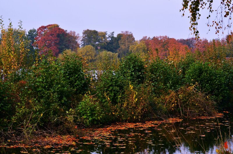 Autumn Trees by Lake — Green, Serene, Photograph, Leaves