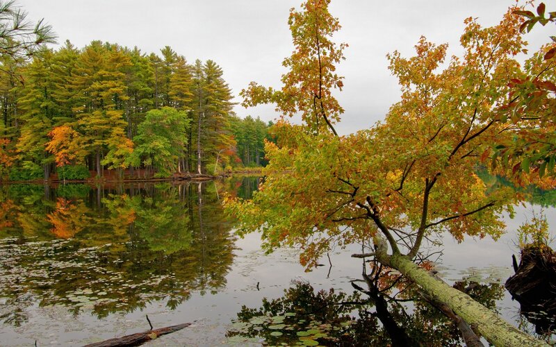 Autumn Trees by Lake — Green, Serene, Photograph, Reflection, Lily Pads