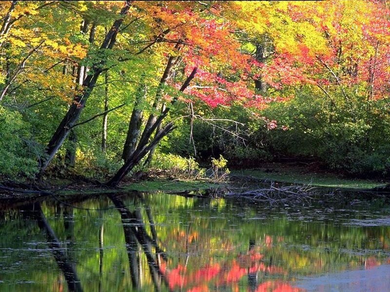 Autumn Trees by Lake — Green, Serene, Photograph, Reflection, Red