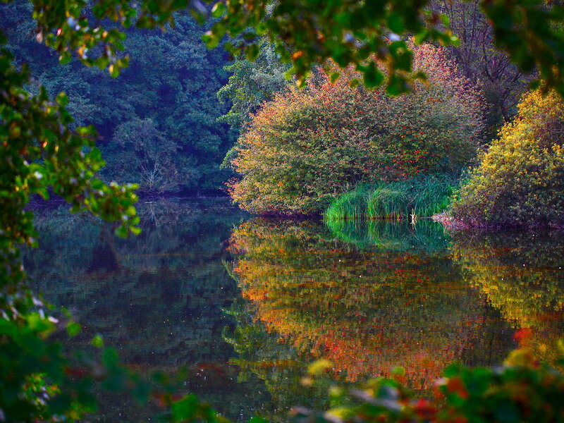 Autumn Trees by Lake — Green, Serene, Photograph, Reflection