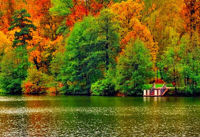Autumn Trees by Lake — Green, Serene, Photograph, Stairs