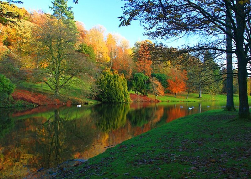 Autumn Trees by Lake — Green, Serene, Photograph, Swans