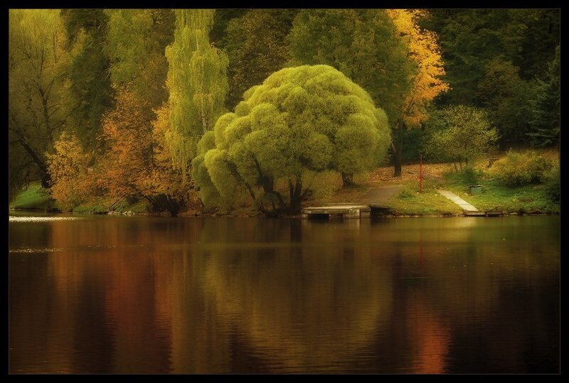 Autumn Trees by Lake — Green, Serene