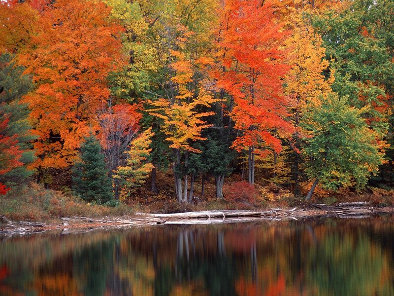 Autumn Trees by Lake — Orange, Serene, Photograph, Fall Foliage, Driftwood