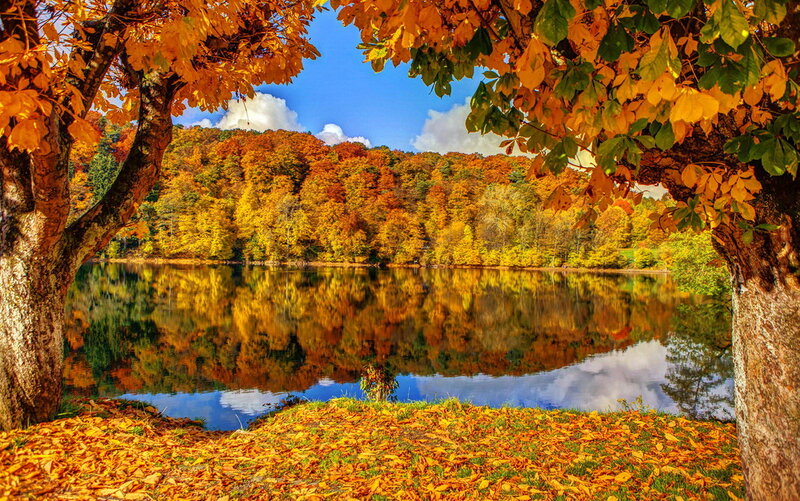 Autumn Trees by Lake — Orange, Serene, Photograph, Fallen Leaves, Sky