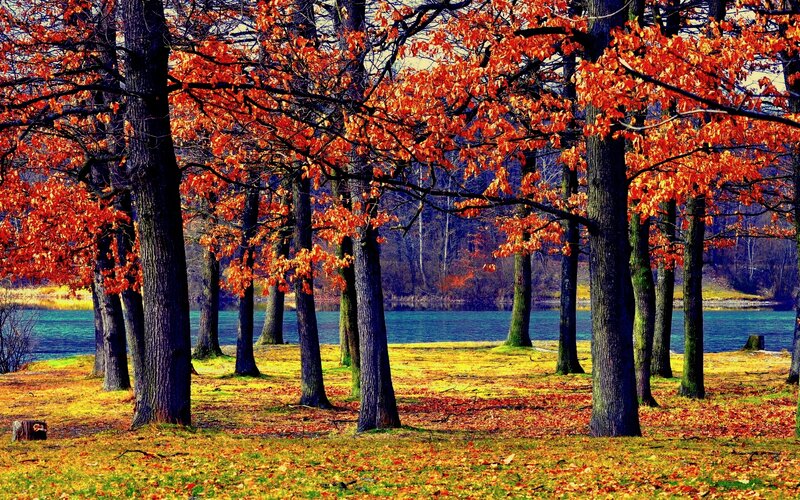 Autumn Trees by Lake — Orange, Serene, Photograph, Fallen Leaves