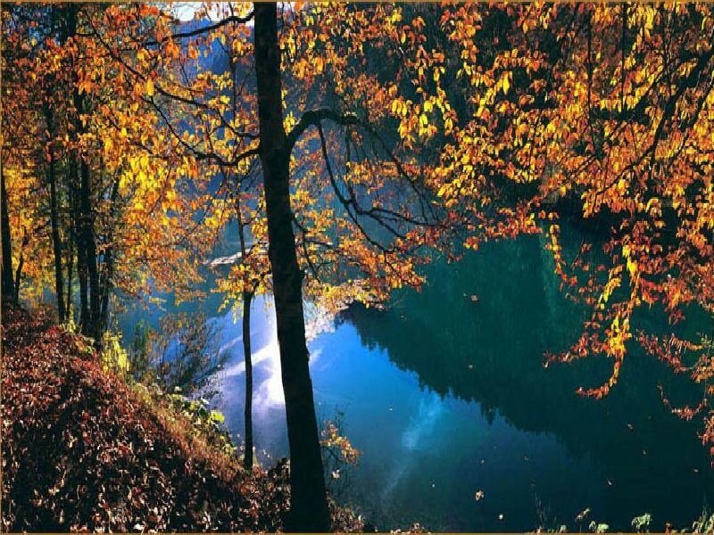 Autumn Trees by Lake — Orange, Serene, Photograph, Fallen Leaves, Yellow