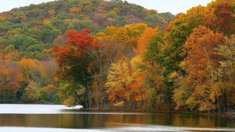 Autumn Trees by Lake — Orange, Serene, Photograph, Forest, Hill
