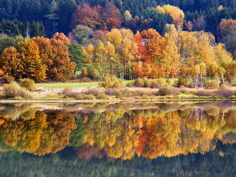 Autumn Trees by Lake — Orange, Serene, Photograph, Forest, Reflection