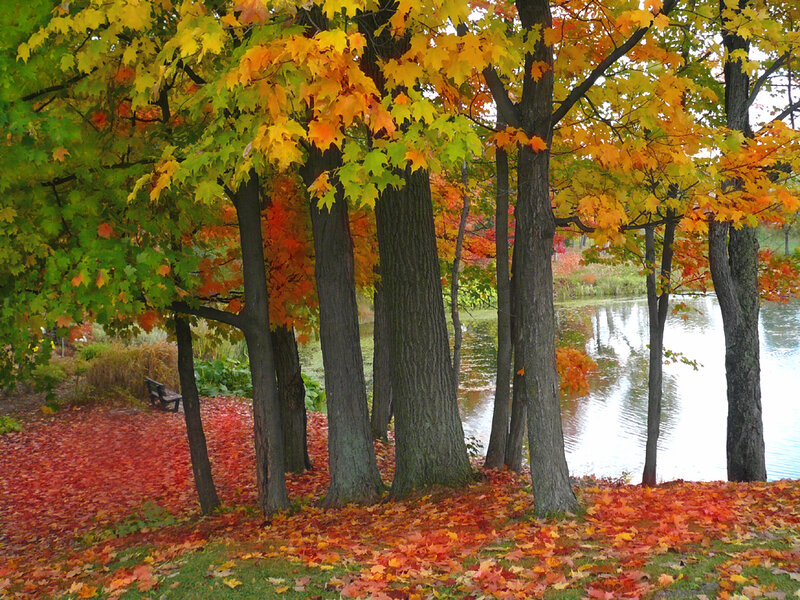 Autumn Trees by Lake — Orange, Serene, Photograph, Leaves, Bench