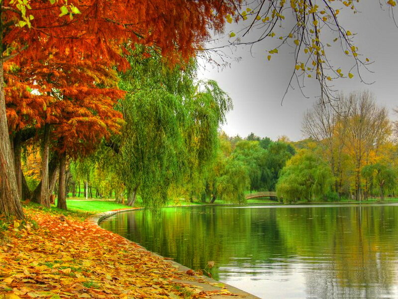 Autumn Trees by Lake — Orange, Serene, Photograph, Leaves, Bridge