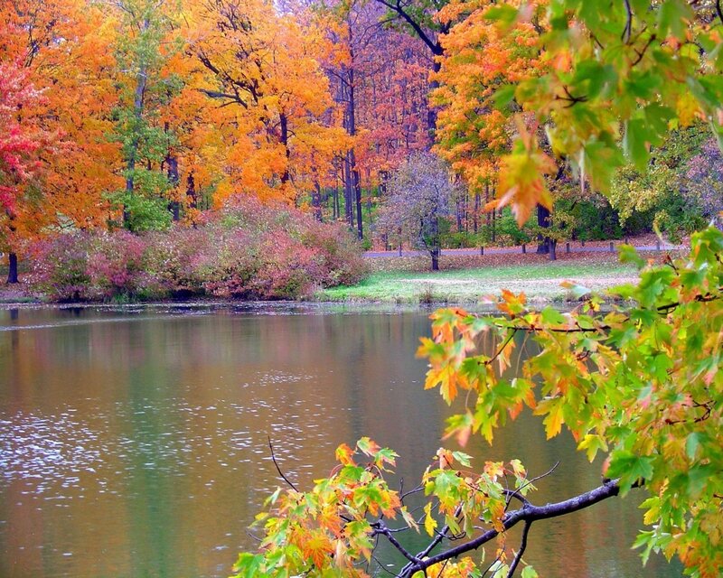 Autumn Trees by Lake — Orange, Serene, Photograph, Leaves, Path, Green