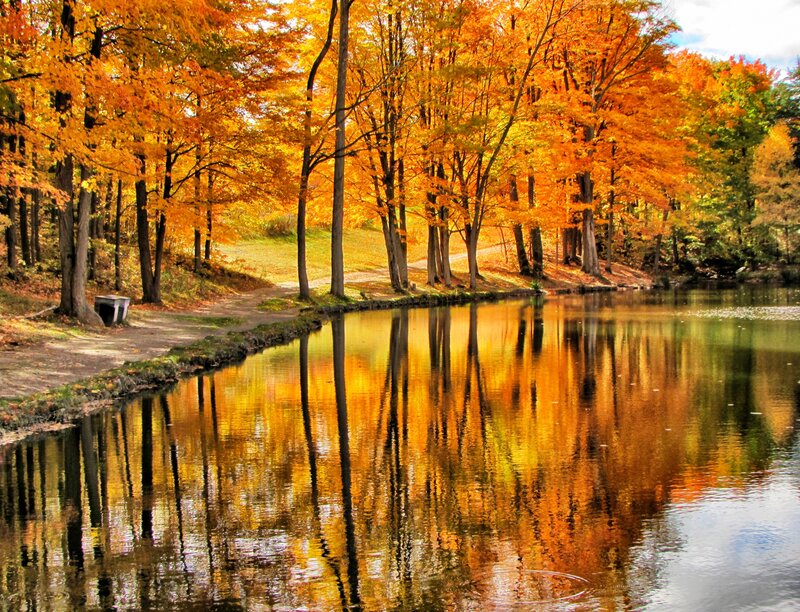 Autumn Trees by Lake — Orange, Serene, Photograph, Path