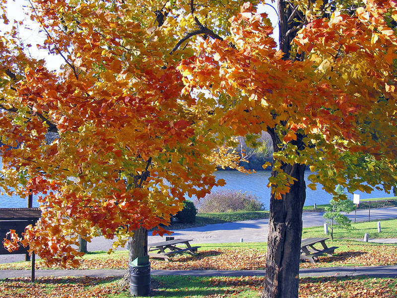 Autumn Trees by Lake — Orange, Serene, Photograph, Picnic Tables