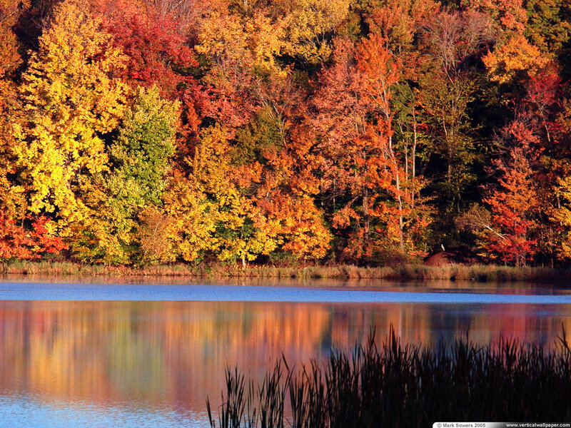 Autumn Trees by Lake — Orange, Serene, Photograph, Reeds
