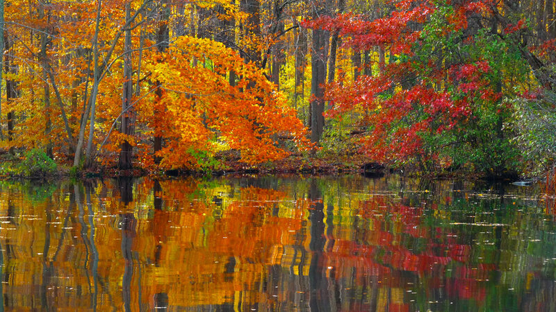 Autumn Trees by Lake — Orange, Serene, Photograph, Reflection, Fall Foliage