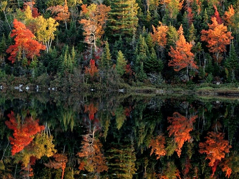 Autumn Trees by Lake — Orange, Serene, Photograph, Reflection, Forest